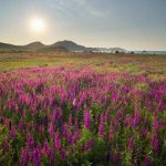 5 Ways to Incorporate Nature Into Any Living Space for Better Emotional Health